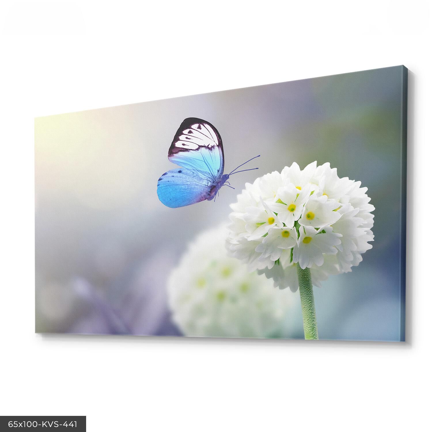 Kelebek Primula Denticulata Kanvas Tablo 40 x 30 CM - Çok Renkli