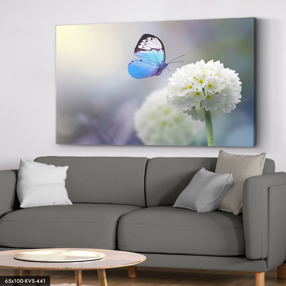 Kelebek Primula Denticulata Kanvas Tablo