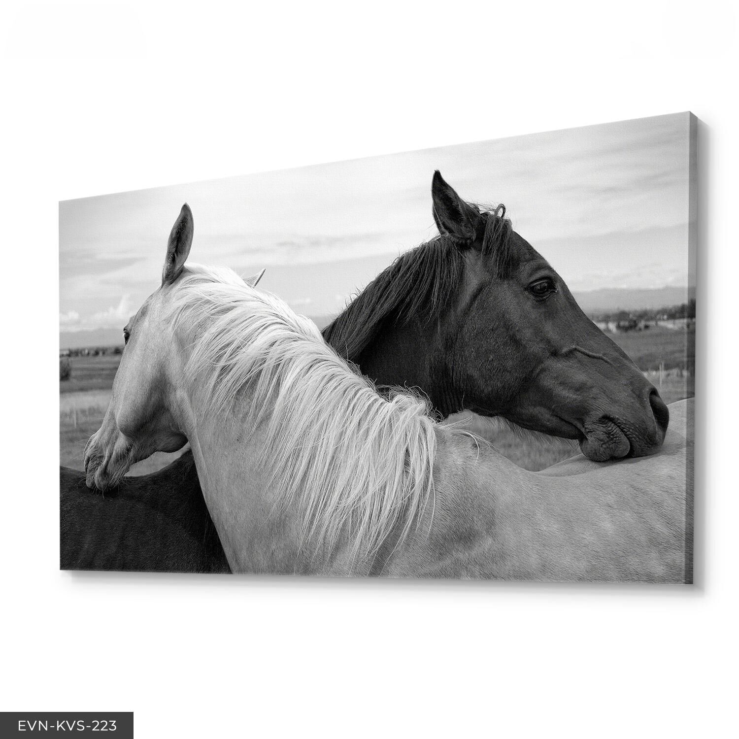 Siyah Beyaz At Tek Parça Kanvas Canvas Tablo Tablo