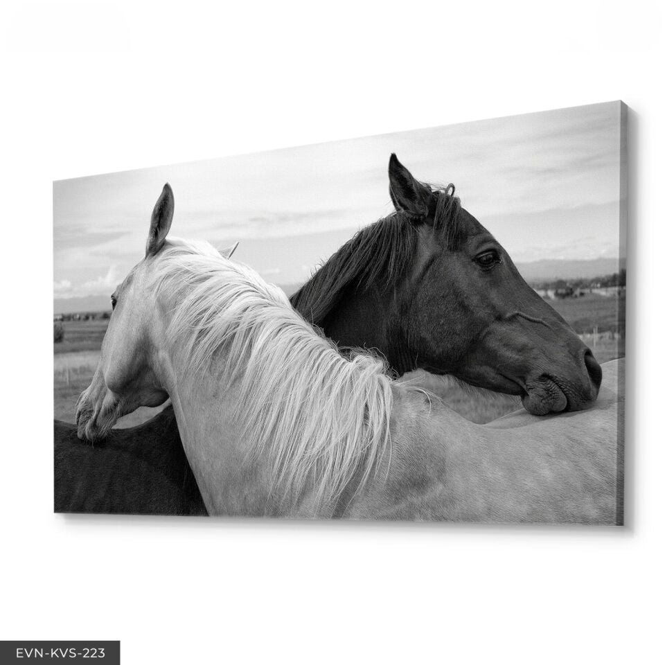 Siyah Beyaz At Tek Parça Kanvas Canvas Tablo Tablo